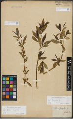 Foto von Salix fragilis L.